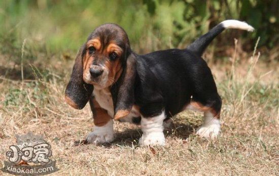 巴吉度犬怎么洗澡 巴吉度犬洗澡流程詳解2