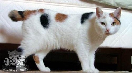 馬恩島貓除草劑中毒怎么回事 除草劑中毒治療方案