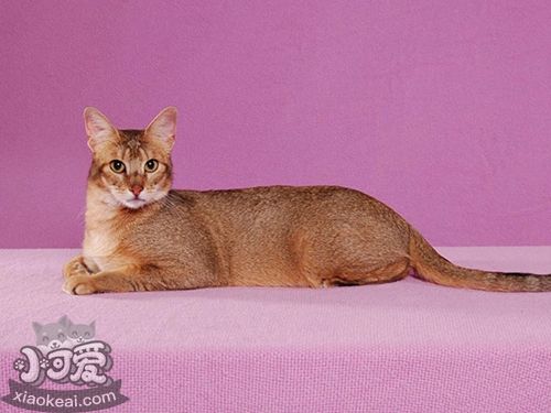 非洲獅子貓發燒怎么辦 非洲獅子貓發燒解決辦法