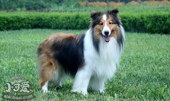 喜樂蒂怎么護理 喜樂蒂牧羊犬日常護理方法1