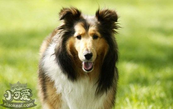 喜樂蒂怎么美容 喜樂蒂牧羊犬美容方法介紹1