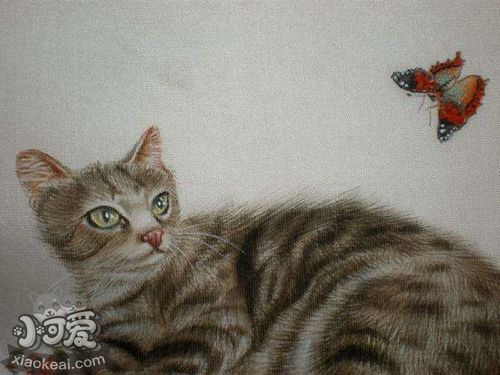 澳大利亞霧貓貓鼻支用藥介紹