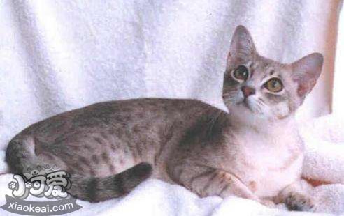 澳大利亞霧貓口臭怎么回事 澳大利亞霧貓口臭原因介紹