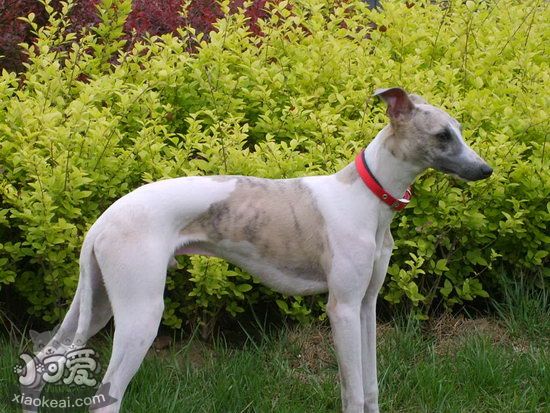 惠比特犬怎么美容 惠比特犬美容步驟詳解1