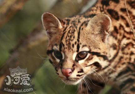 豹貓得了腸胃炎怎么辦 腸胃炎食療藥物治療