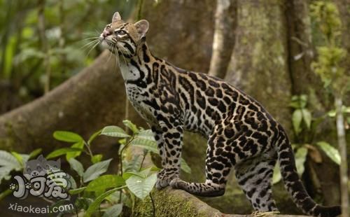 豹貓拉稀如何治療 拉稀止瀉治療方法