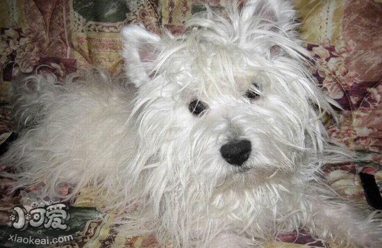 西高地白梗怎么修毛 西高地白梗修剪毛發教程詳解