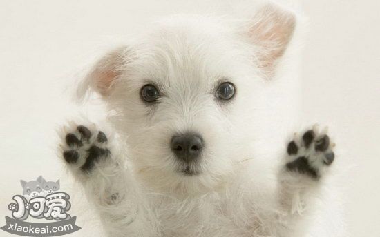 西高地白梗怎么養(yǎng) 西高地白梗飼養(yǎng)心得1