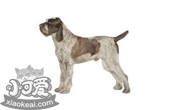 史畢諾犬毛發怎么護理 史畢諾犬毛發護理方法