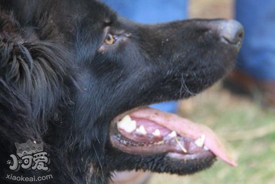 比利時牧羊犬毛發怎么護理 比利時牧羊犬毛發護理方法1