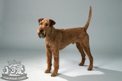 愛爾蘭梗喂什么 愛爾蘭紅梗喂食要點