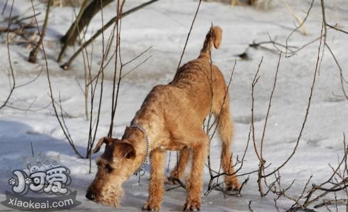 愛爾蘭梗每天睡多久 愛爾蘭梗睡眠時間介紹