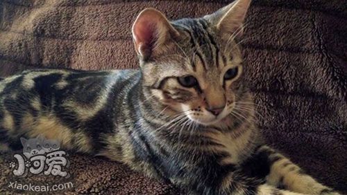 肯尼亞貓被魚刺卡住怎么辦 魚刺卡住解決辦法