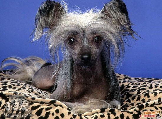 冠毛犬怎么養 中國冠毛犬飼養方法1