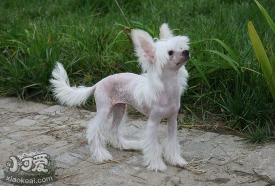 冠毛犬不能吃什么東西 中國冠毛犬不能吃的食物大全1