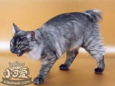 肯尼亞貓被燙傷怎么辦 肯尼亞貓燙傷處理方法