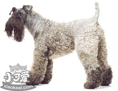 凱利藍(lán)梗性格好不好 凱利藍(lán)梗性格特點(diǎn)