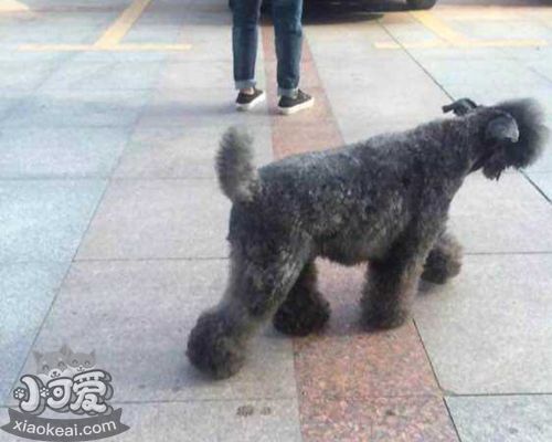 凱利藍梗吃什么補鈣 凱利藍梗補鈣食品推薦