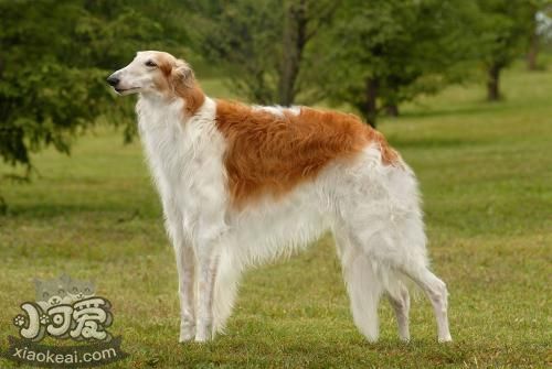 蘇俄獵狼犬吃什么 合理科學喂養蘇俄獵狼犬