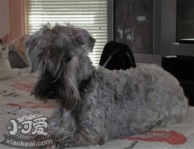 捷克梗怎么護理 捷克梗洗澡養護知識