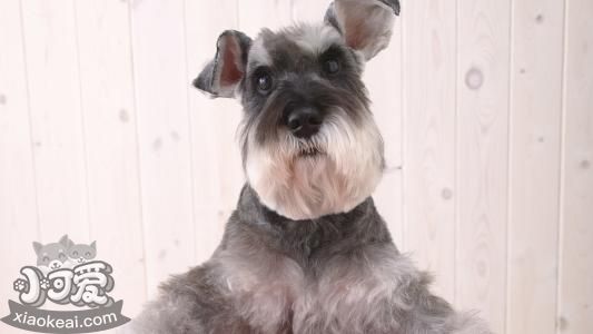 怎么給捷克梗清理耳朵 捷克梗耳朵清理方法