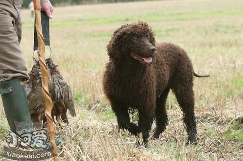 愛爾蘭水獵犬怎么美容 美容養護護理介紹