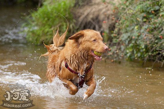 新斯科舍獵鴨尋獵犬日常護理方法1