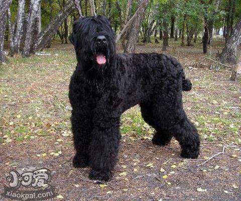 黑俄羅斯梗怎么養 黑俄羅斯梗飼養知識