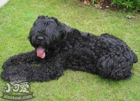 黑俄羅斯梗怎么護理 日常養護注意事項