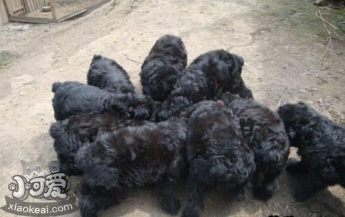 黑俄羅斯梗性格好嗎 黑俄羅斯梗性格詳解