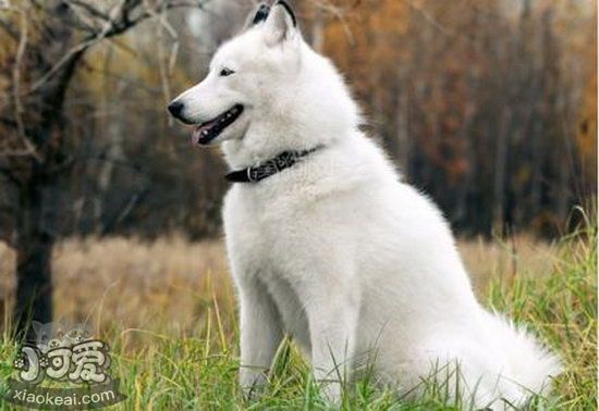 芬蘭波美拉尼亞絲毛狗性格好不好 芬蘭狐貍犬性格怎么樣1