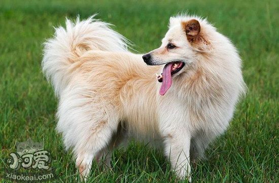 芬蘭波美拉尼亞絲毛狗怎么修剪指甲 芬蘭狐貍犬剪指甲方法1