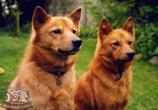 芬蘭波美拉尼亞絲毛狗怎么美容 芬蘭狐貍?cè)廊莘椒?