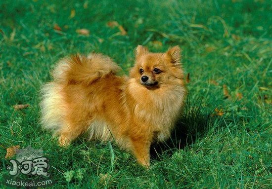 芬蘭波美拉尼亞絲毛狗怎么洗澡 芬蘭狐貍犬洗澡流程1