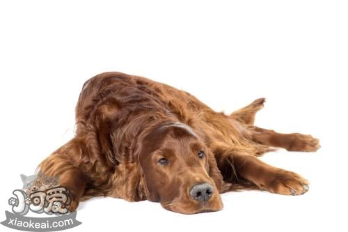 愛爾蘭雪達(dá)犬性格怎么樣 愛爾蘭雪達(dá)犬性格介紹