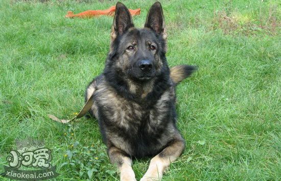 昆明犬夏季飲食要注意什么 昆明犬夏天飲食注意事項1