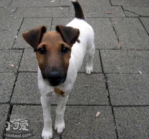 短毛獵狐梗怎么美容 短毛獵狐梗美容方法