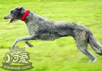 蘇格蘭獵鹿犬怎么美容 蘇格蘭獵鹿犬美容方法