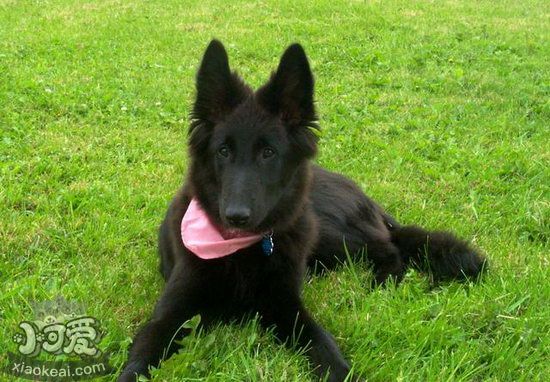 怎么給西帕基犬剪指甲 西帕基犬剪指甲方法1