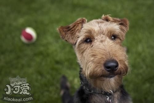 威爾士梗吃什么 威爾士梗喂養手冊