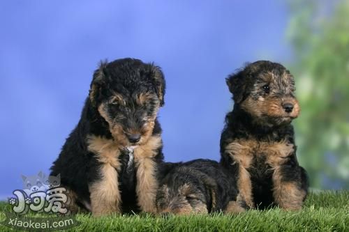 威爾士梗耳朵怎么清理 威爾士梗耳朵清理方法