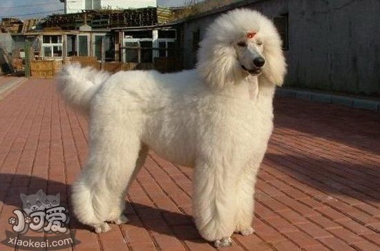 巨型貴賓犬怎么剪指甲 巨型貴賓犬修剪指甲方法1