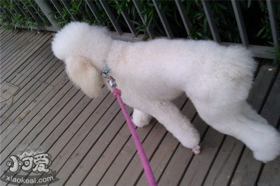 巨型貴賓犬怎么洗澡 巨型貴賓犬洗澡步驟流程1