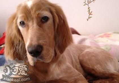 英國雪達犬好養嗎 英格蘭雪達犬飼養方法