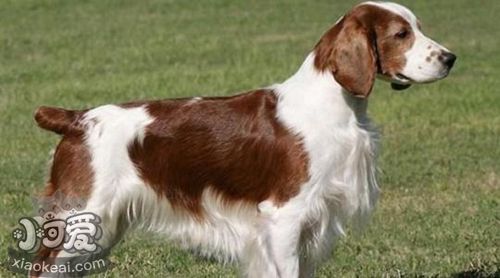 威爾士跳獵犬怎么美容 威爾士跳獵犬美容小技巧