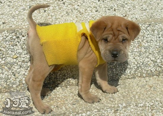 沙皮狗不能吃的東西有哪些 中國沙皮犬不能吃食物大全1