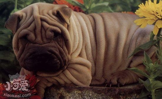 沙皮狗怎么養(yǎng) 中國(guó)沙皮犬喂養(yǎng)方法1