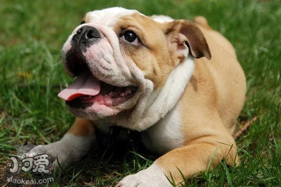 沙皮狗如何剪指甲 中國沙皮犬修剪指甲步驟1