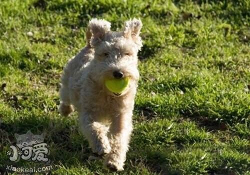 湖畔梗怎么養(yǎng)護 湖畔梗養(yǎng)護知識