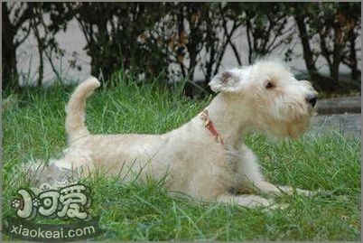 湖畔梗性格怎么樣 湖畔梗性格特點介紹